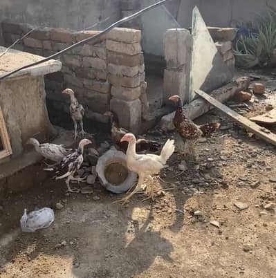 aseel setup for sale in low pric . aseel murga /aseel murgi/aseel pathy