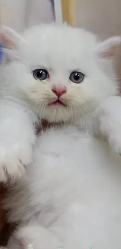 2 Months kitten for sale in lahore