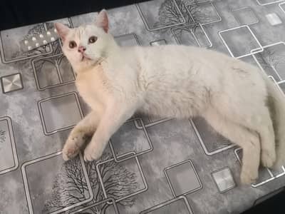 Pura Persion Cat