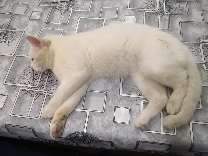 Pura Persion Cat — photo 2