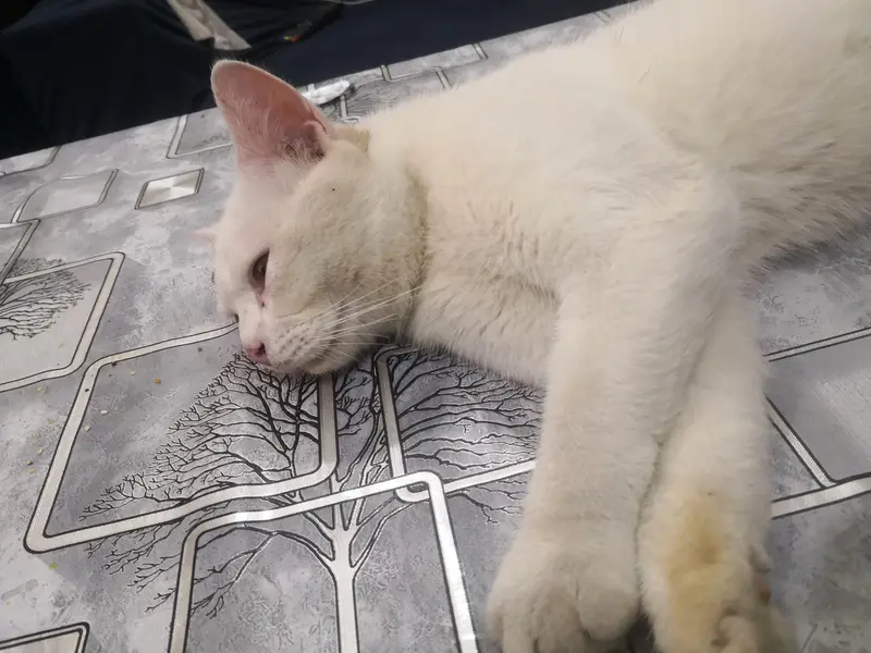 Pura Persion Cat — photo 3
