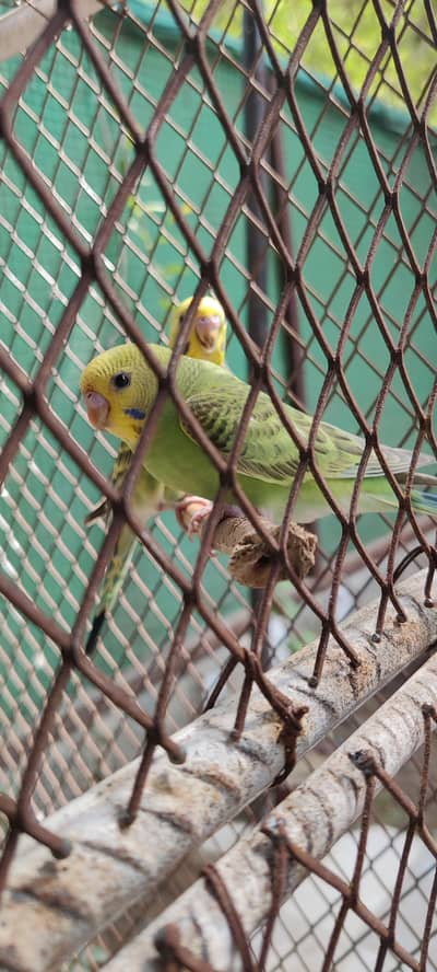 budgies