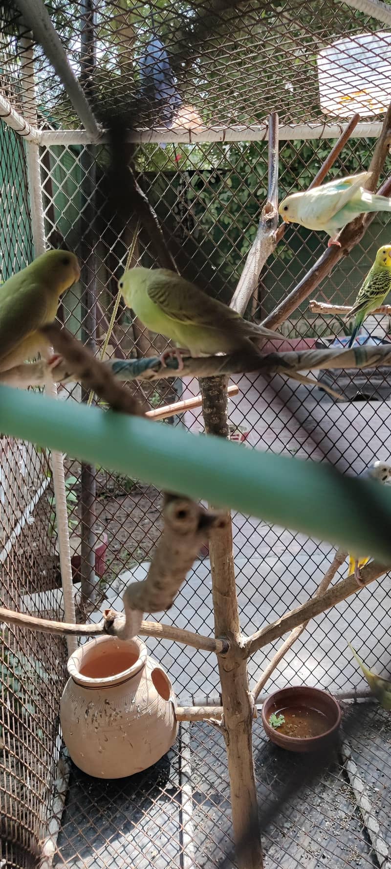 budgies 1