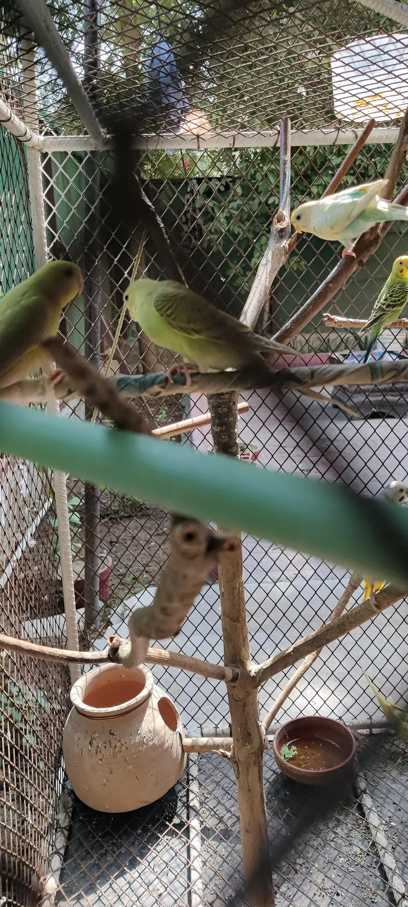 budgies — photo 2