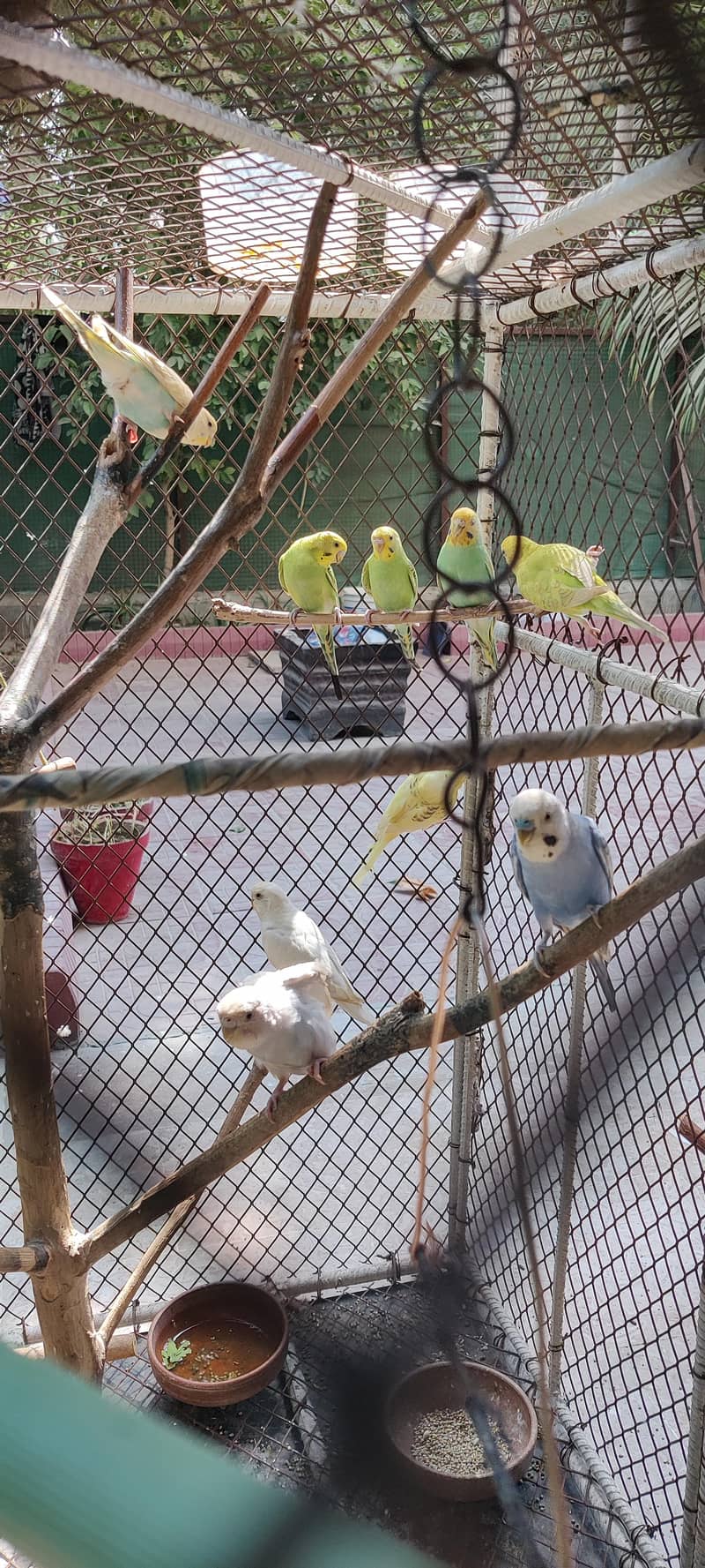 budgies 2