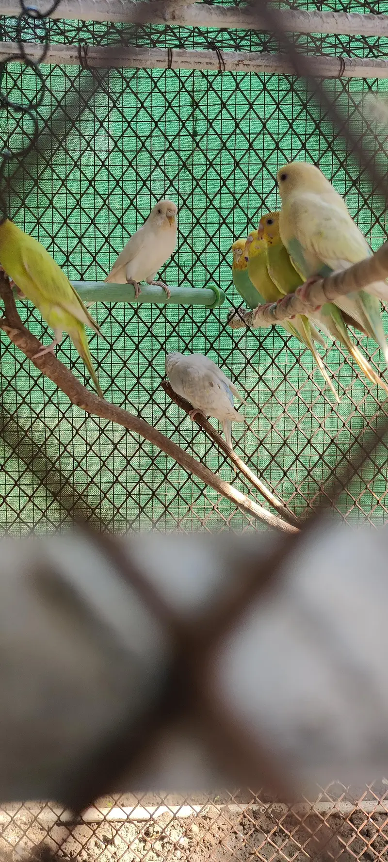 budgies — photo 4