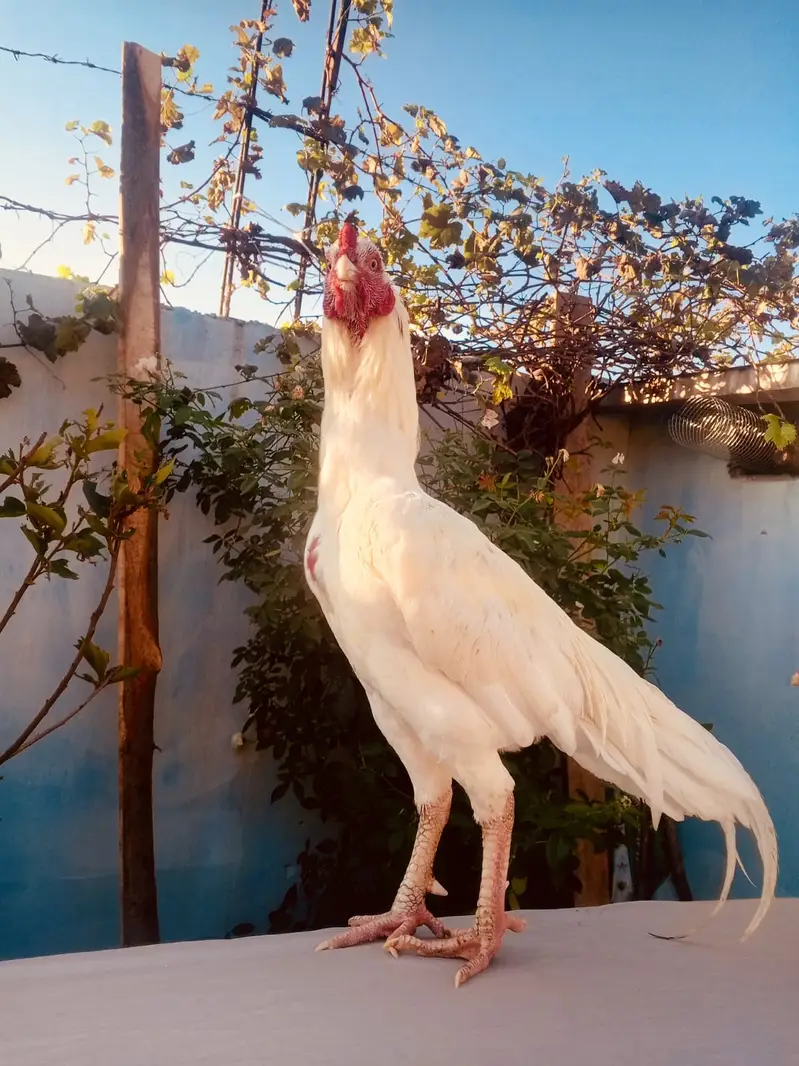 Heera Aseel | High Quality Aseel Pair | Paper White Long Tail |