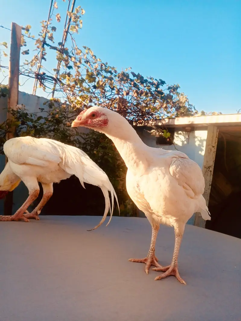 Heera Aseel | High Quality Aseel Pair | Paper White Long Tail | — photo 2