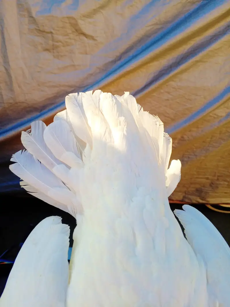Heera Aseel | High Quality Aseel Pair | Paper White Long Tail | — photo 4