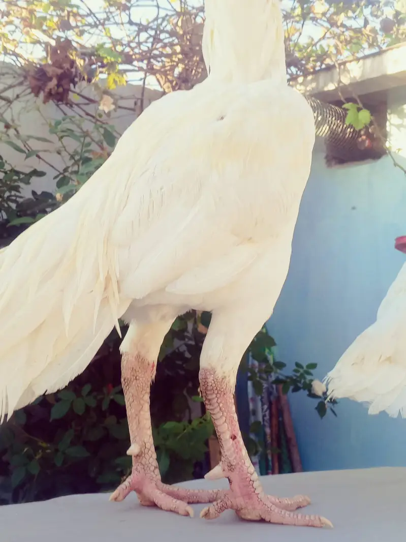 Heera Aseel | High Quality Aseel Pair | Paper White Long Tail | — photo 5
