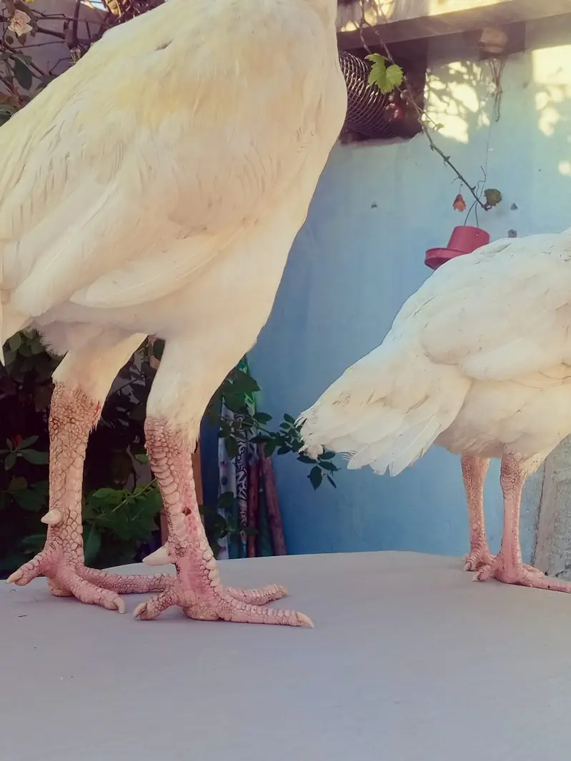Heera Aseel | High Quality Aseel Pair | Paper White Long Tail | — photo 6