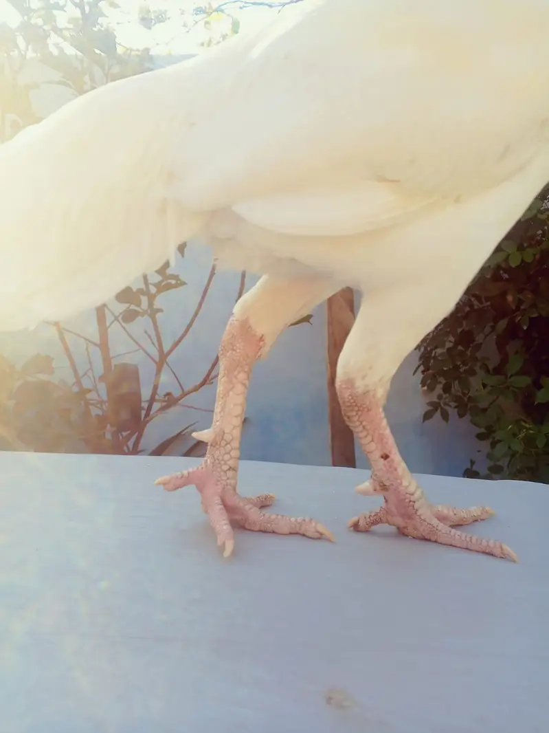 Heera Aseel | High Quality Aseel Pair | Paper White Long Tail | — photo 7