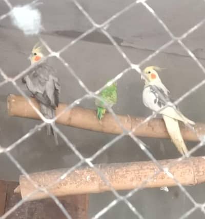 Mashallha high quality parrot 03. . 25.65. . 98. . 109