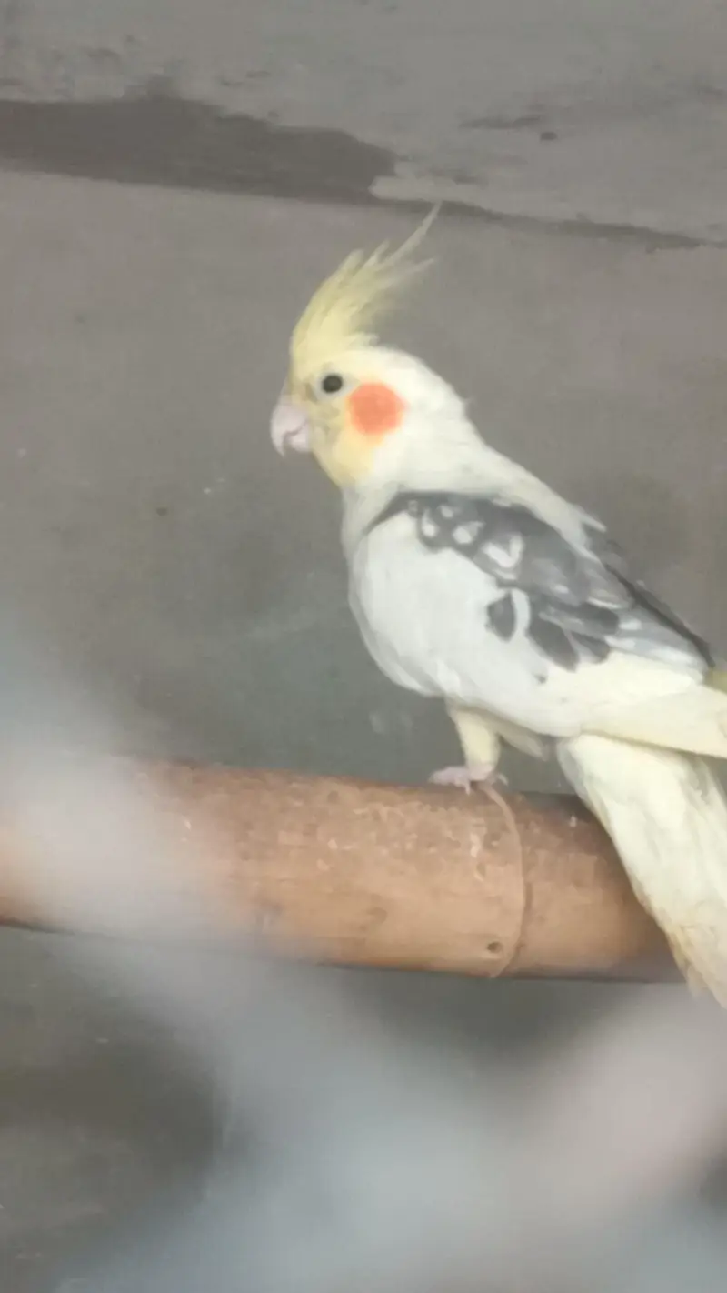 Mashallha high quality parrot 03. . 25.65. . 98. . 109 — photo 2