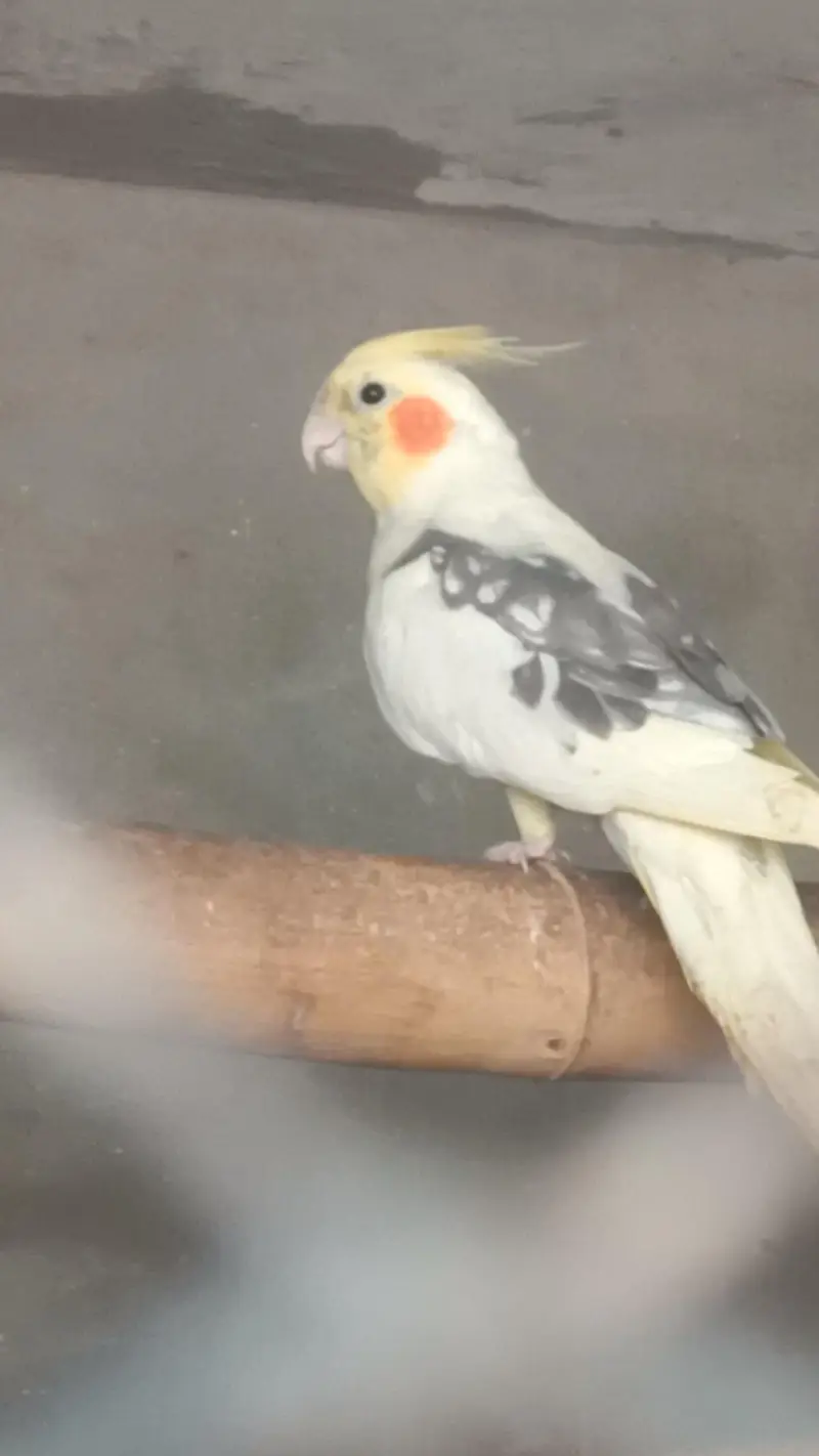 Mashallha high quality parrot 03. . 25.65. . 98. . 109 — photo 3