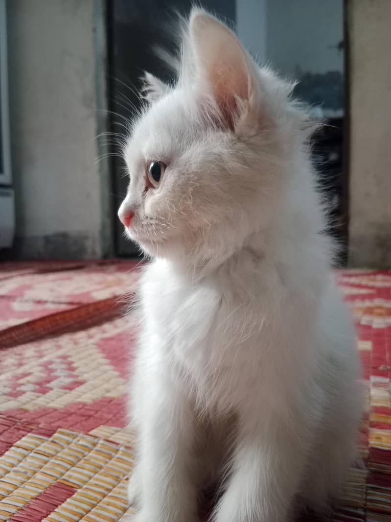 white 0