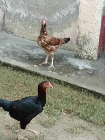 2 Aseel pure female breeder 2 ءدد اسیل مرگیاں