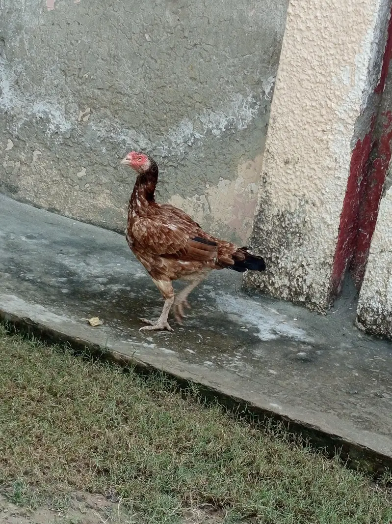 2 Aseel pure female breeder 2 ءدد اسیل مرگیاں — photo 2