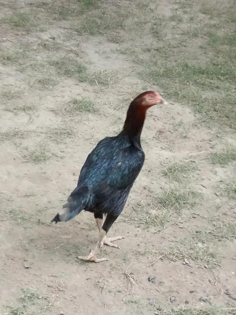 2 Aseel pure female breeder 2 ءدد اسیل مرگیاں — photo 3