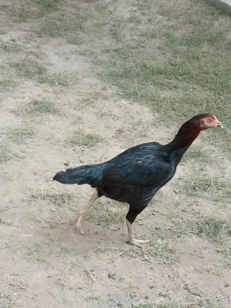 2 Aseel pure female breeder 2 ءدد اسیل مرگیاں — photo 4