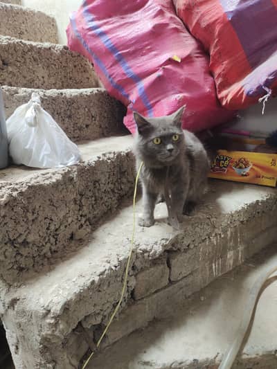 cat for sale urgent