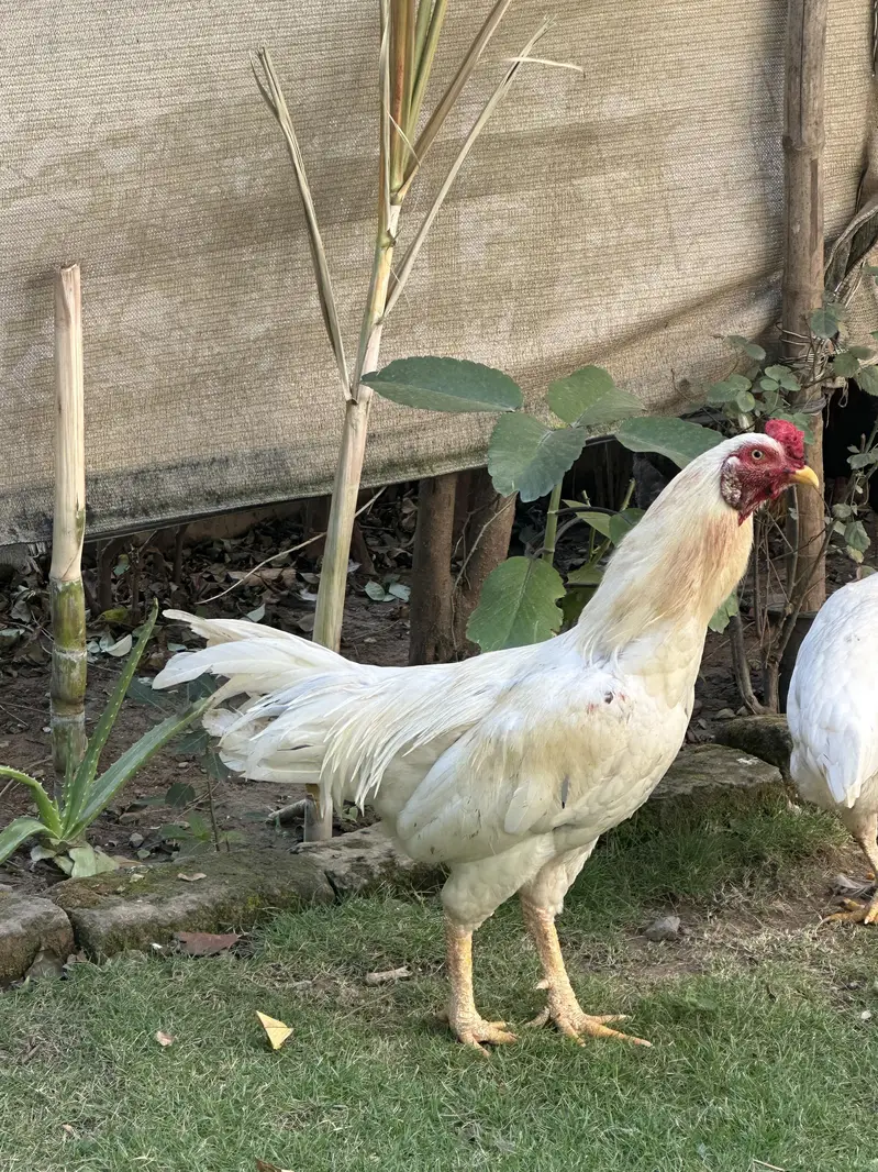 2 pair of aseel Heera murga — photo 4