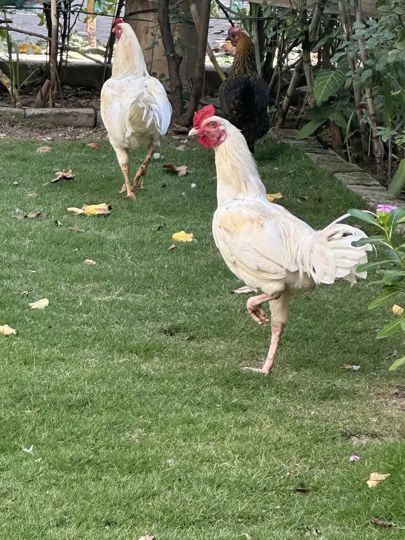 2 pair of aseel Heera murga — photo 5