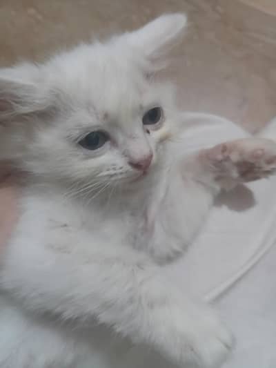 Persian Semi Punch Face