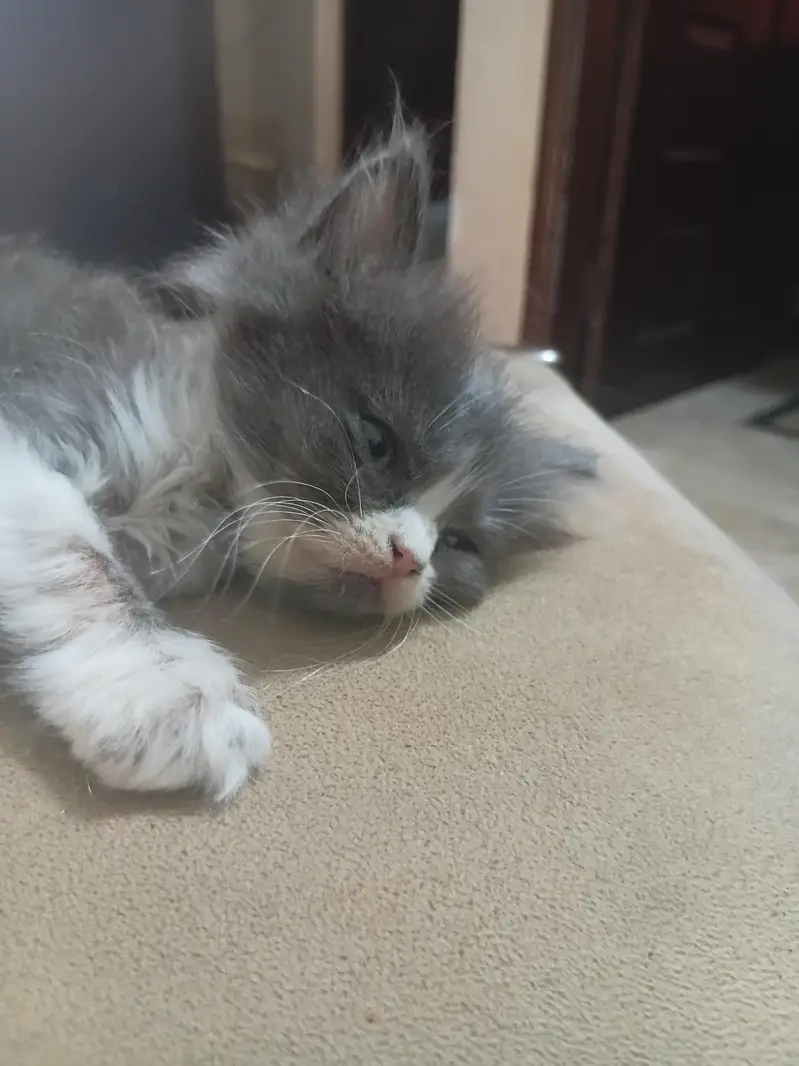 Persian Semi Punch Face — photo 2