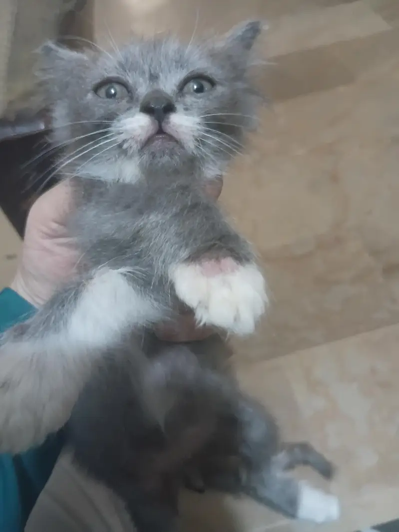 Persian Semi Punch Face — photo 3
