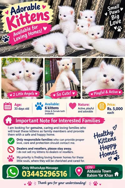 Persian Kittens for Loving Homes