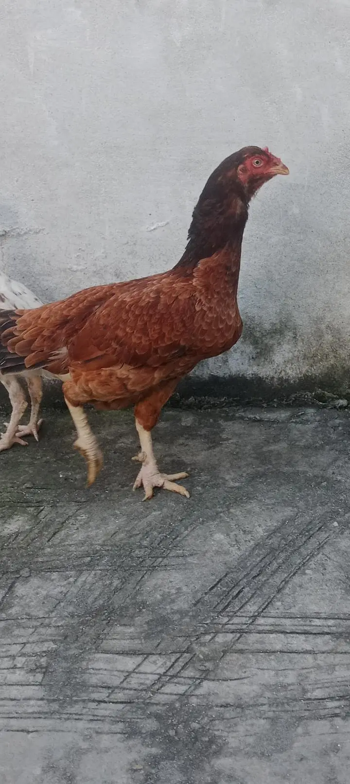 ando wali hai aseel murghi hai — photo 3