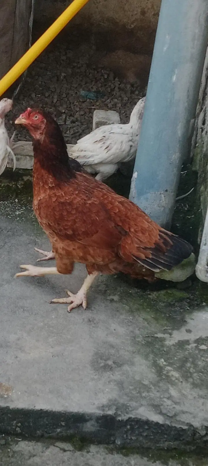 ando wali hai aseel murghi hai — photo 4