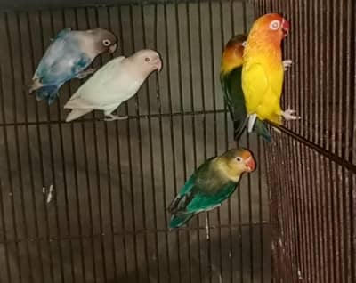 love birds