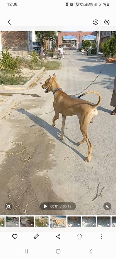 bully gultair patha 8 months old