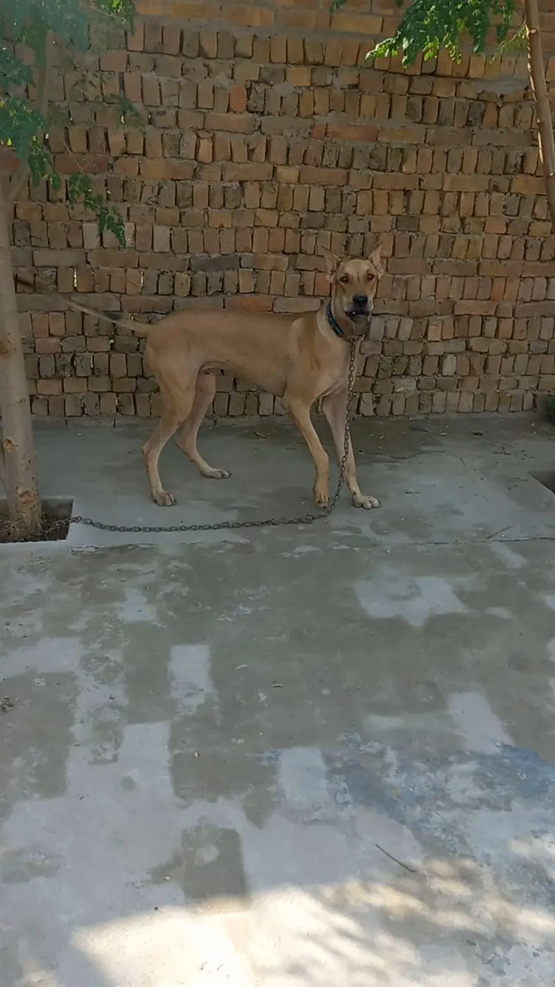 bully gultair patha 8 months old best for guarding — photo 2