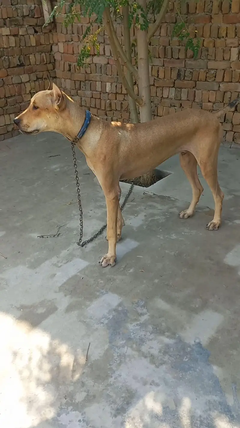 bully gultair patha 8 months old best for guarding — photo 3