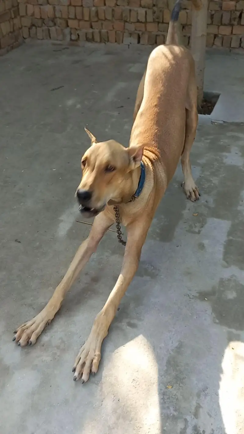 bully gultair patha 8 months old best for guarding — photo 4