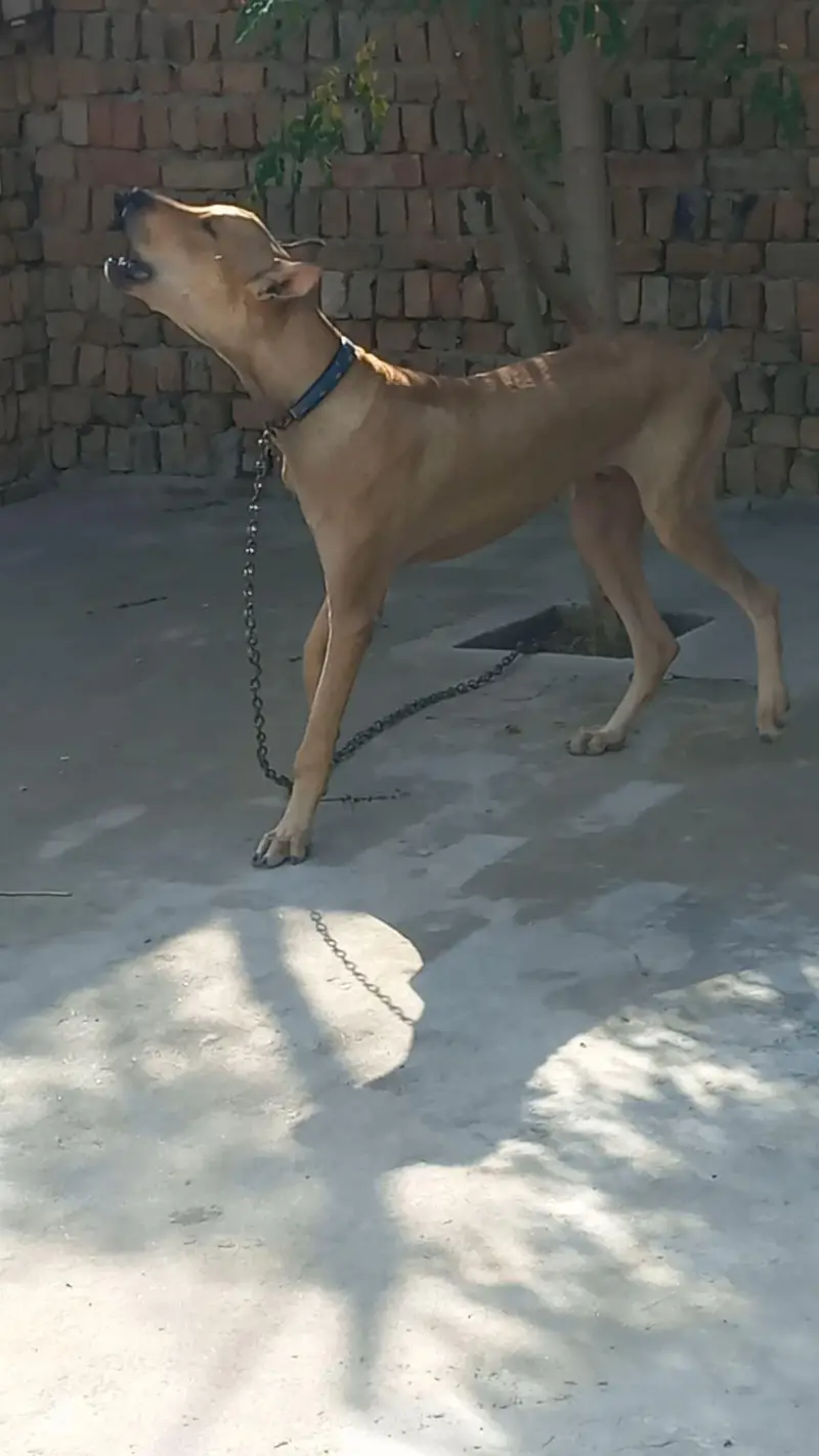 bully gultair patha 8 months old best for guarding — photo 5