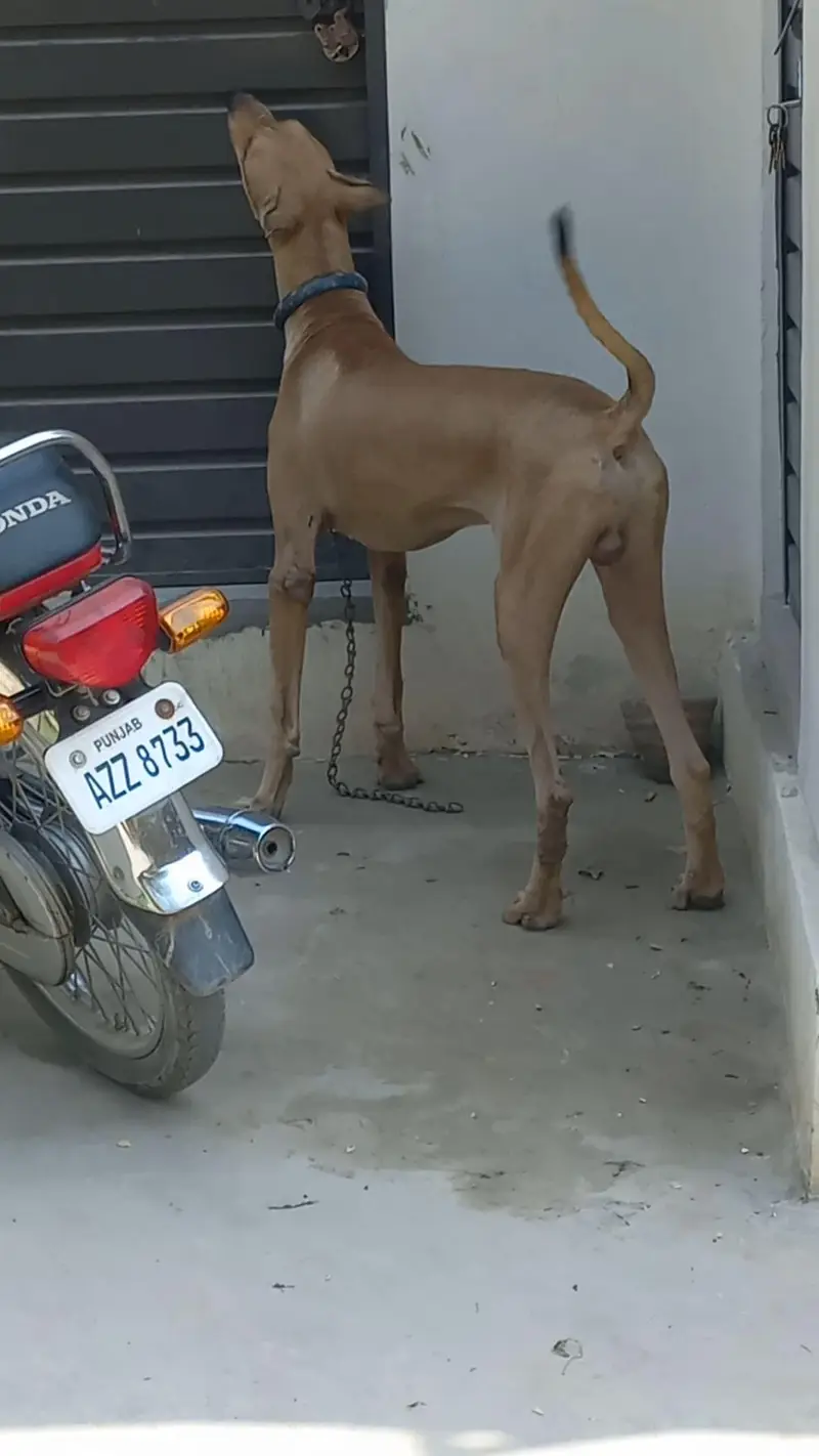 bully gultair patha 8 months old best for guarding — photo 6