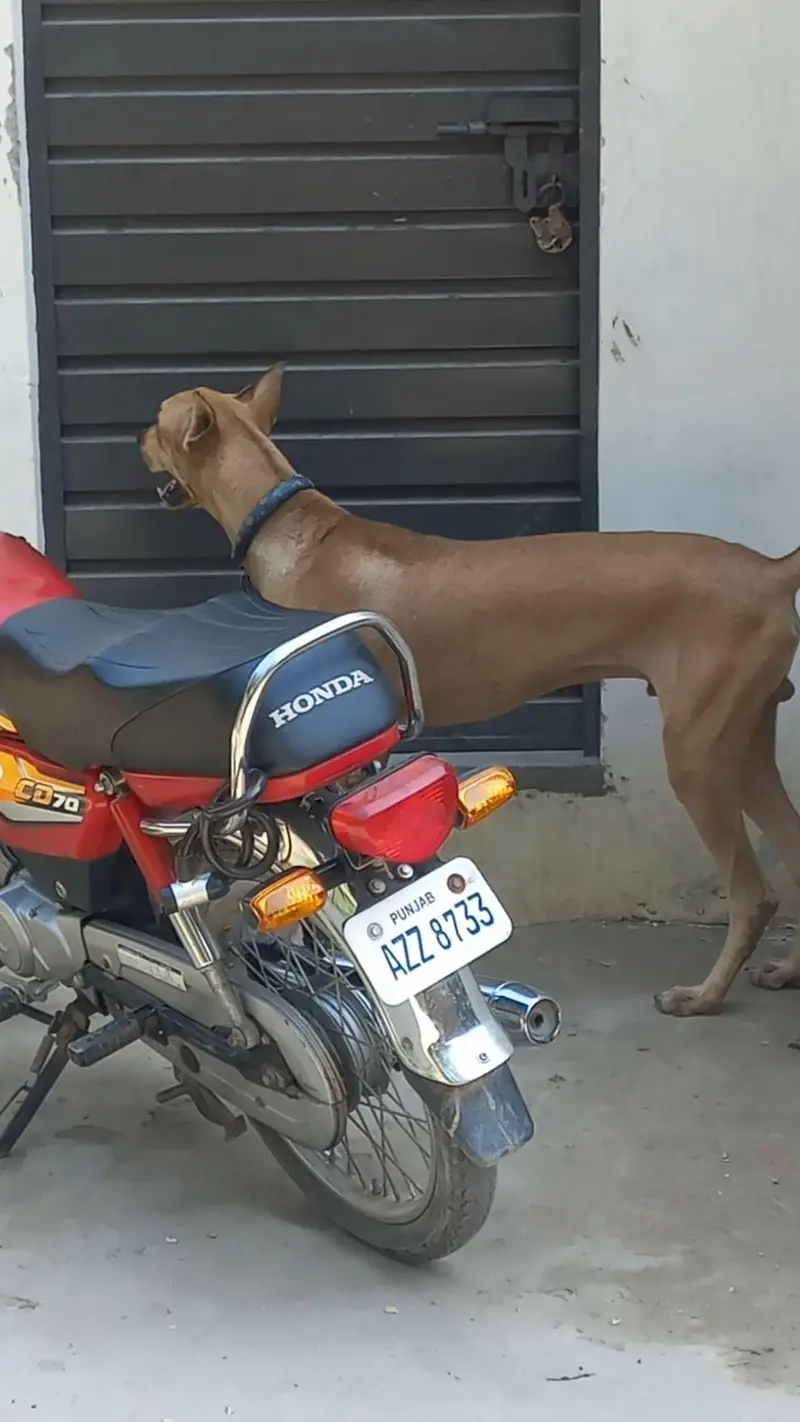 bully gultair patha 8 months old best for guarding — photo 7