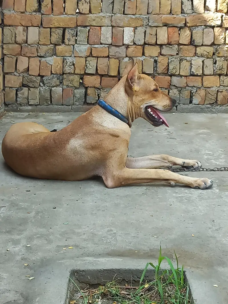 bully gultair patha 8 months old best for guarding — photo 8