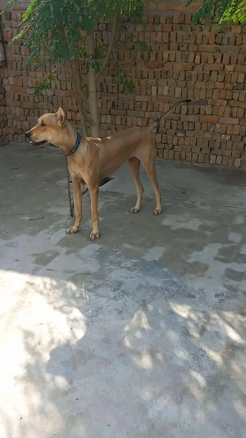 bully gultair patha 8 months old best for guarding — photo 9