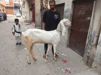 Rajanpuri top class breed