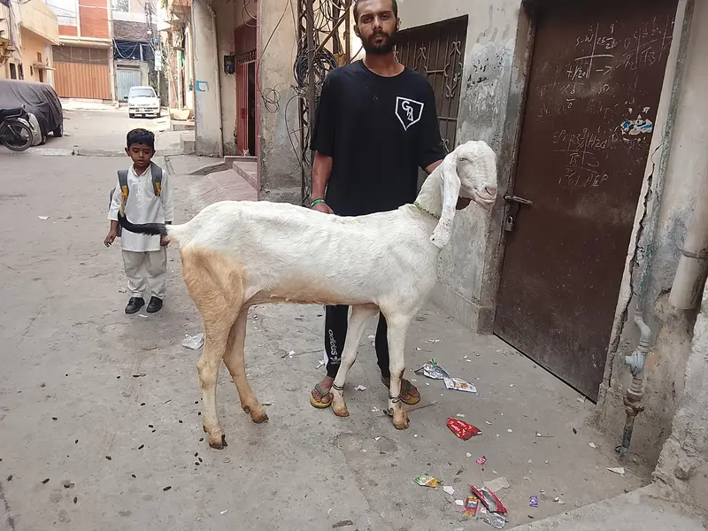 Rajanpuri top class breed — photo 2