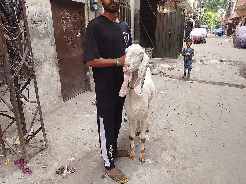 Rajanpuri top class breed — photo 3