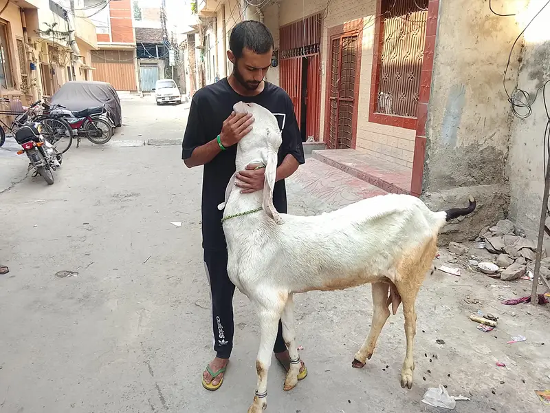 Rajanpuri top class breed — photo 4
