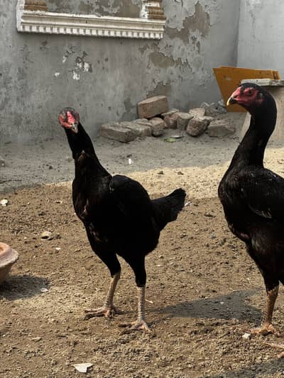 Black O Shamo/White O Shamo AseelShamo Black Shamo set