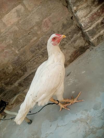 top quality White Aseel Madi for sale