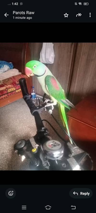 Talking parot